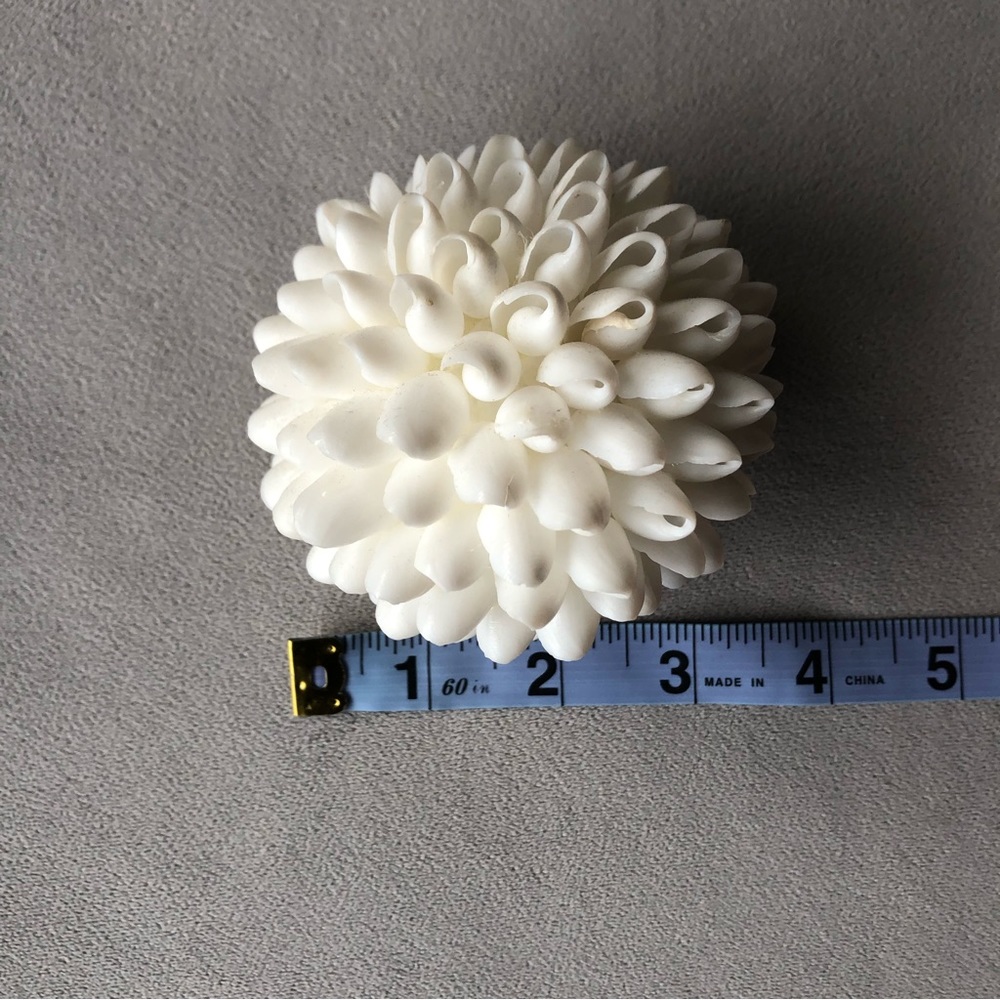 Seashell Decor ~ White ~ 3.5” - Picture 3 of 7